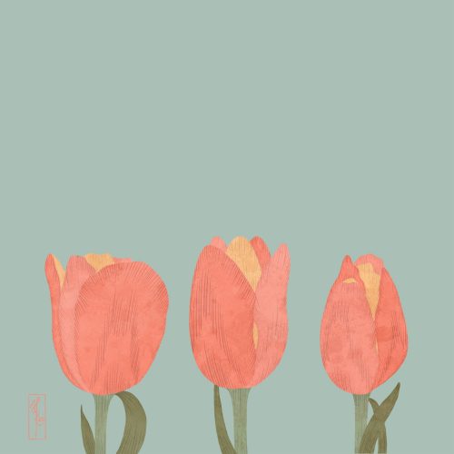 Tulips_compressed